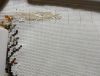 DSC07572.thumb.JPG.c89cd6a6fe45789e61de9920b9080e41.JPG