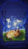 DSC_0091.JPG.af87a342387e9f79c713f653c2654663.thumb.jpg.05bae7bc5bbd56cfbf956ac9fca52ba4.jpg