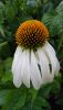 DSC_3232.thumb.JPG.d2d7787213aff2f9231ba77d68c496c3.JPG
