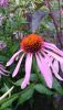 DSC_3233.thumb.JPG.dd0fe03c50cf2d70e822b6779df98c83.JPG