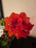IMG-20191213-WA0012.thumb.jpg.536f864f91b519fb65f7bb3adc2250fb.jpg