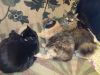 IMG_20201130_013210.thumb.jpg.c59efff46058b6014226cfd8272f8b3a.jpg