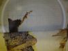 IMG_20210126_021025.thumb.jpg.91e3ad84036bc4942cb0bde66969944b.jpg