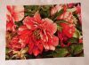 coral1701.thumb.jpg.cba34eecb37a65f40de4d844d2443ffa.jpg