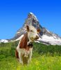 depositphotos_86132600-stock-photo-cow-in-the-meadow.thumb.jpg.1c7cde5f5a917d7667eb77175cc45a1d.jpg