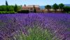 lavanda-vozle-doma.thumb.jpg.e6005032d5edc4a6850f77c2ddc1e227.jpg