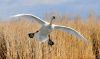 nature-grass-bird-wing-prairie-flying-wildlife-flight-fauna-outdoors-swan-wings-cygnus-goose-wetland-fowl-landing-water-bird-trumpeter-swan-grass-family-d.thumb.jpg.6b15a7b3a8c635c31abbe41b287ece4b.jpg