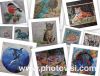 photovisi-download-2020-2.thumb.jpg.3c22f89ca5a8e075084ae30ad0ead4e3.jpg