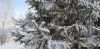 20210205_124749.thumb.jpg.6bd1fe628c88259755c943a220e89248.jpg