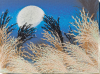 992515232_.thumb.png.b27a2d3980d63161d9de6746670a818c.png