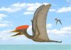 Germanodactylus_crest661.thumb.jpg.29672b0cbdb8db7f3096b95451f18d69.jpg