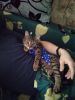 IMG-20210223-WA0001.thumb.jpg.d790177725df3889254ba32b49cbee65.jpg