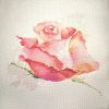 IMG_20210225_122357.thumb.jpg.e87decec9edf96b9b81cd8f84bb1823e.jpg