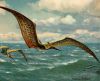 Pterano-1020x817.thumb.jpg.ae8644e36cf07de459c4a2a9877f4673.jpg