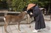 deer_nara_japan.thumb.jpg.06d809ef73e9ddbae5e854d1566bcfb0.jpg