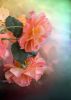 flower-5383372_1920.thumb.jpg.41930cea2335641855f41c16362e6365.jpg