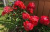 14.thumb.jpg.4ec6289197ab4fe04d8af7d55fac8f4e.jpg