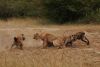 493926759_photo-of-hyenas-attacking-lion().thumb.jpg.2949ec87f9196d01556f5077a281a0c7.jpg