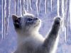 991446525_CatandIcicle.thumb.jpg.44735e39e84c39f9bbffac6a0d777da5.jpg