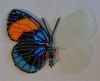 Butterfly16-2.JPG.6fcbea7b78f792a9ffbdc8360d91ba65.thumb.jpg.dfb1e13f44ef933eaf51915801f33c33.jpg