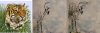 CollageMaker_20210307_065201362.thumb.jpg.6bc548b835c6c5b9a86b570451c6e33d.jpg