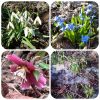 CollageMaker_20210316_052841359.thumb.jpg.e9bd9329762099f934e83f332fbb49cc.jpg