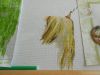 DSCN5550.JPG.b5ede9f78d72fe2aacb7b66f081929cc.thumb.JPG.4a6ab91270a6026ba2b8e0d75b58a600.JPG