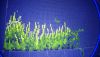 DSC_0165.JPG.73d8ff5ba68dea280ec6ae9a612d1edf.thumb.jpg.8db7a398a8000ee664045f2413e1dbc6.jpg