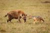 Hyena_vs_Jackal.thumb.jpg.7daaf4158e8b7d32005f95af48f14808.jpg