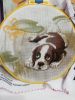 IMG_20210304_061712.thumb.jpg.6ff9d8497a8c87937bb1ea4527069336.jpg