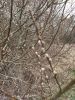 IMG_20210306_153006.thumb.jpg.4883b1053098ea898436dd4c66b9ad7d.jpg