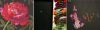 IMG_20210309_054258.thumb.jpg.9d6db6cb87a1f2dcaf630248c2dabb16.jpg