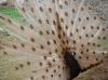 coolest-piebald-peacock-white-bird-photos.thumb.jpg.56333bb31c99a5bc144e56c77c0a25e7.jpg
