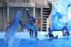 dolphinarium_01.thumb.jpg.4063df7f5ca5007b99dbfdf3ab37ed93.jpg