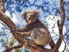 koala2.thumb.jpg.404044d8756aa3893c0c17267ec55e88.jpg