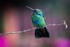 kolibri_14.thumb.jpg.4f2c2f7de84fb021a04d3dc20e594075.jpg