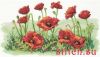 11709.thumb.jpg.8c18bcfdda018d8ba9c3a37d155237a8.jpg