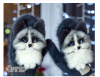 1999910791_7.thumb.png.ac86febef2bb92a816202c75370dba01.png