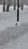 20210325_094013.thumb.jpg.fde0637ad0d3d6fcacf852b88edc518b.jpg