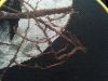 20210404_000118.thumb.jpg.3c635dfd0805fcfd6bba22f3caa161e7.jpg