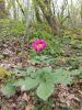 20210422_142749.thumb.jpg.77049c91565cbab39b096def5a4b3a2d.jpg