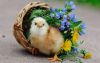Cute-chick-basket-flowers_2560x1600.thumb.jpg.cba14a3b6430a6cbe119bdbe942d2a44.jpg