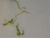 Dino1.JPG.929d255afec2b815c4aab194dde82dc8.thumb.jpg.87b6186fc94aeaababd982be99942cfa.jpg