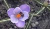 IMG-ededb0920103359784ccd3c9f5fc1797-V.thumb.jpg.1d54f399c5be2ed2deec6e70d5ccf682.jpg