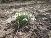 IMG_20210403_110259.thumb.jpg.977078e87bdfce539be7676ef572f5a1.jpg