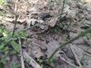 IMG_20210403_111441.thumb.jpg.f1d745dfafca4ace3d84126e8b31ebee.jpg