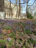 IMG_20210417_142703.thumb.jpg.ba480237ff1b4e6a47ea2b3415aabd46.jpg