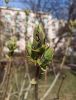 IMG_20210424_093444.thumb.jpg.c2b1afeddf8ff166586bfab991af823a.jpg