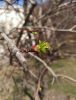 IMG_20210424_093530.thumb.jpg.965d780796429e3194e9827f7358b84a.jpg