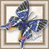 bgp-075-butterfly-rhetus-dysonii.thumb.jpg.ce85198e4b183aba280813d9c2c2d672.jpg
